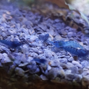 Neocaridina bleu