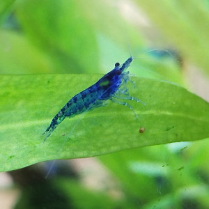 Neocaridina bleu