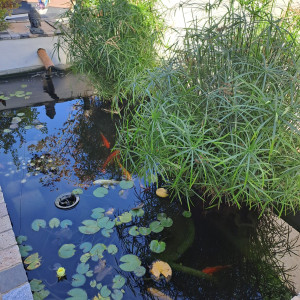 Vends Care Koi, plantes et matériel filtration