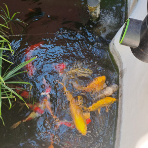 Vends Care Koi, plantes et matériel filtration