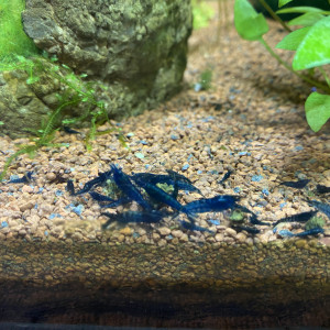 Lot de 10 crevette blue dream