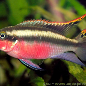 pelvicachromis pelmato pulcher kribensis