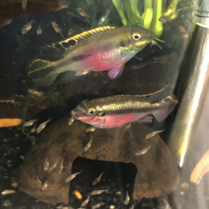 pelvicachromis pelmato pulcher kribensis