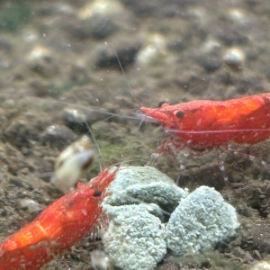 Vente de neocaridina red cherry juvéniles