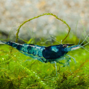 Crevettes Neocaridina Davidi rilli blue