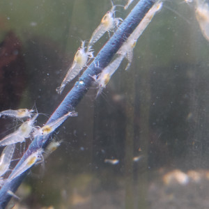 Crevettes caridina et Néocaridina