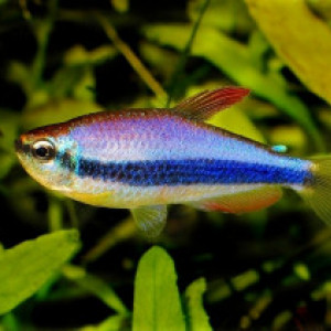 Tetra royal