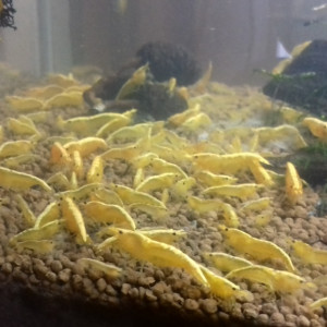 CREVETTES YELLOWS NEON EAU DU ROBINET