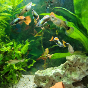 Guppys mâles