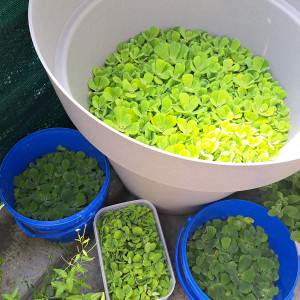 Vends pistia nénuphars d'aquarium