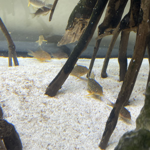 Corydoras sterbai