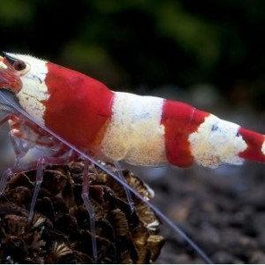 Caridina Cantonensis