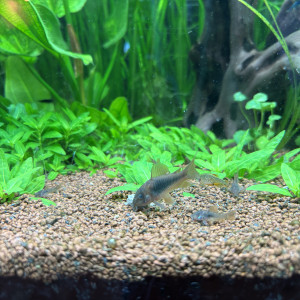 Corydoras bronze