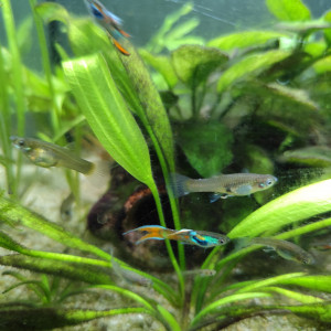 Guppy endler Poecilia wingei mâles femelles alevins