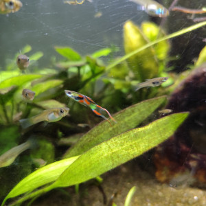 Guppy endler Poecilia wingei mâles femelles alevins