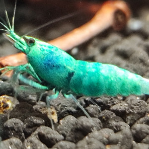 caridina  blue bolt deep haut grade