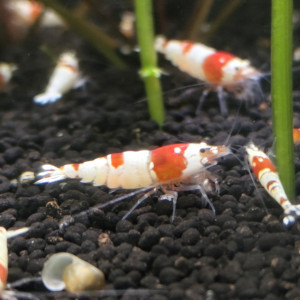 Crevettes : Caridina Crystal Red (CRS)