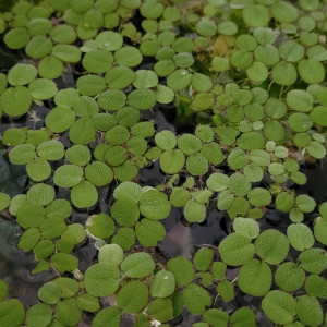 Salvinia Natans