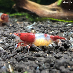 Crevettes “ Red Rili “