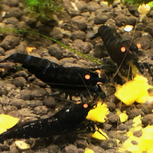 Crevettes caridina “ Ryal Blue Tiger Orange Eyes “