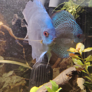 Vends couple discus confirmer