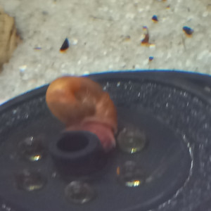 Escargots d aquarium