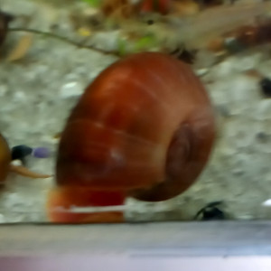 Escargots d aquarium