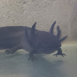 Axolotls