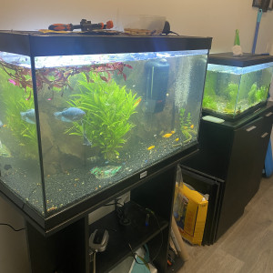 Aquarium 100l et son meuble