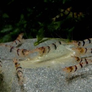 Crevette Racoon Tiger - 11 crevettes