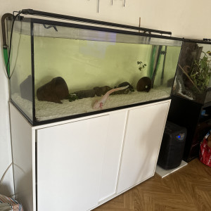 Vend kit complet axolotl