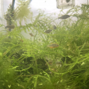 Rasbora Galaxy