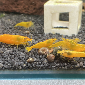 Neocaridina davidii « yellow néon »