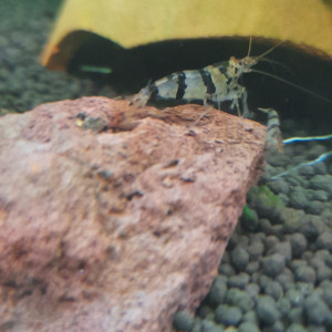 Racoon Tiger Caridina sp