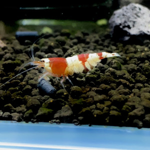 Caridina cantonensis « red crystal grade S »