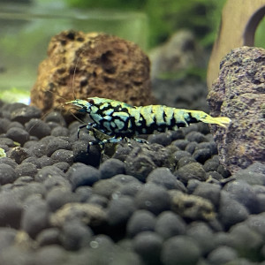 Caridina cantonensis « tangtai galaxy fishbone black »