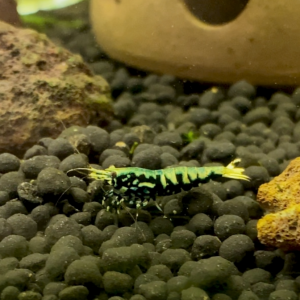 Caridina cantonensis « tangtai galaxy fishbone black »