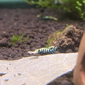 Caridina cantonensis « tangtai galaxy fishbone black »