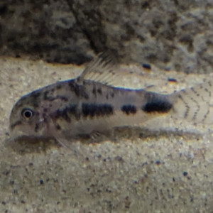 Corydoras Habrosus