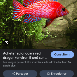 Recherche cichlidé red dragon