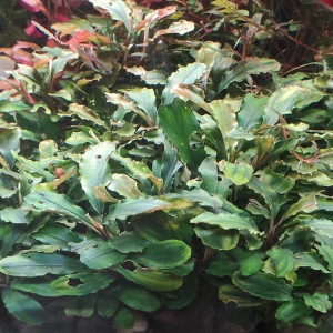 Bucephalandra