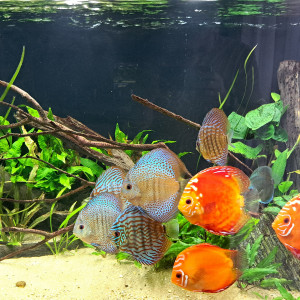 Discus de 10cm/12cm