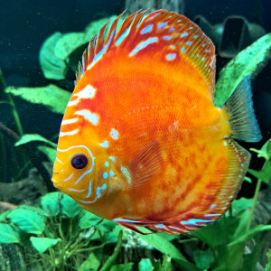 Discus de 10cm/12cm