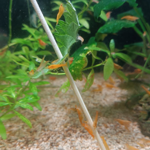 Crevettes orange néocaridina