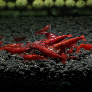 Neocaridina Crevette Bloody Mary - 11 crevettes