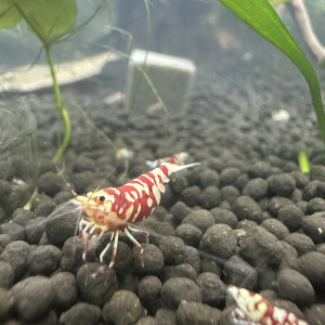 Caridina Fancy Tiger red