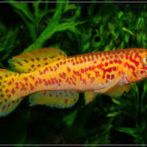 poisson killie fundulopanchax gardneri gold