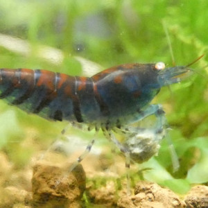 Crevettes Tiger Blue Orange Eyes