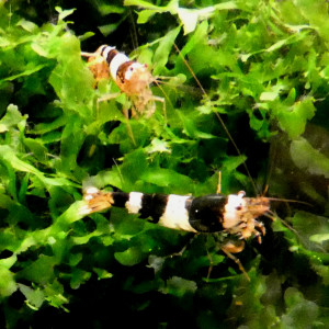 Crevettes Caridina cantonensis CBS