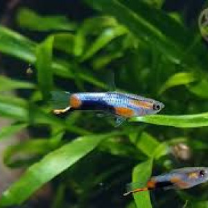 Guppys endler Blue Star